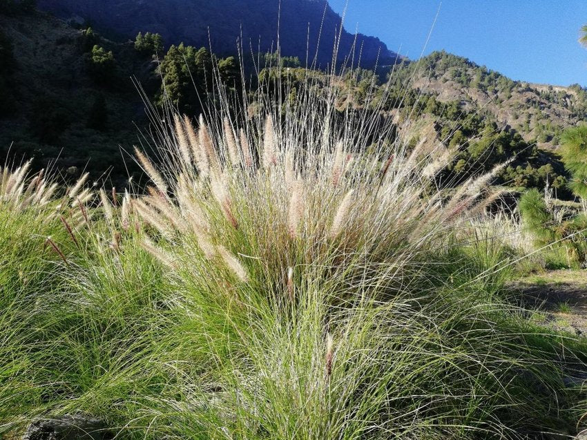 Green Fountain Grass: Enhancing Landscapes with the Elegance and Versatility of Natures Verdant Beauty