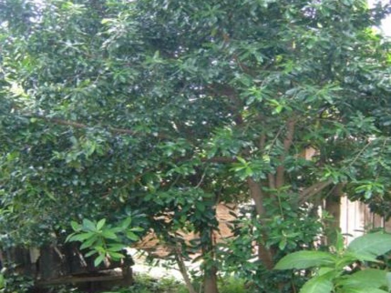 Greenheart Tree: Complete Guide to Benefits, Care & Impact