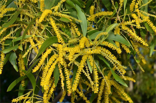 Earleaf Acacia Tree: The Golden Canopy of Resilience