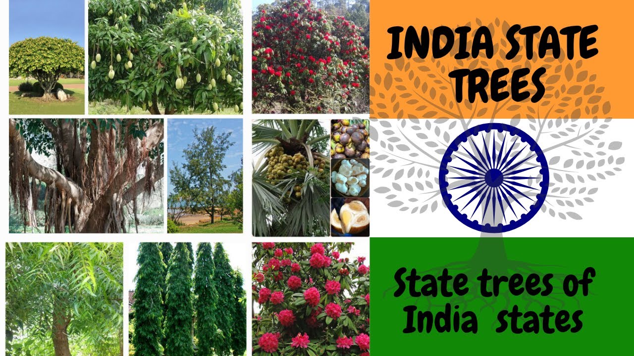 State Trees: Celebrating India's Diversity via State Trees That Symbol ...