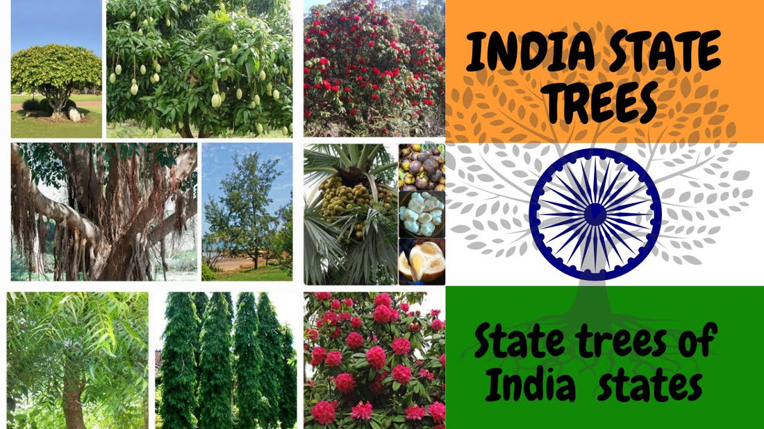 State Trees: Celebrating India's Diversity via State Trees That Symbolize Identity and Culture