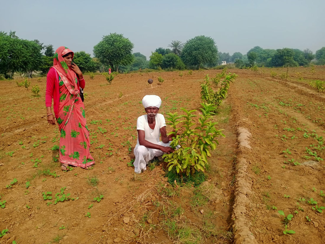 Enhancing Agricultural Sustainability through Agroforestry in Bhairana, Jaipur