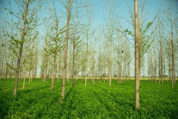 Harmony in Nature: Unveiling the Power of Agroforestry