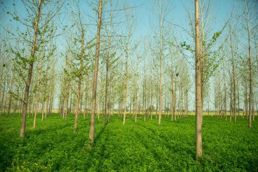 Harmony in Nature: Unveiling the Power of Agroforestry