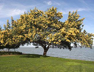 Acacia Tree