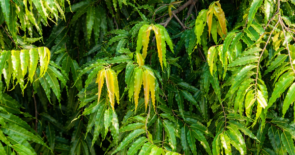 Ashoka Tree: Sacred Symbol of Feminine Power and Spiritual Healing