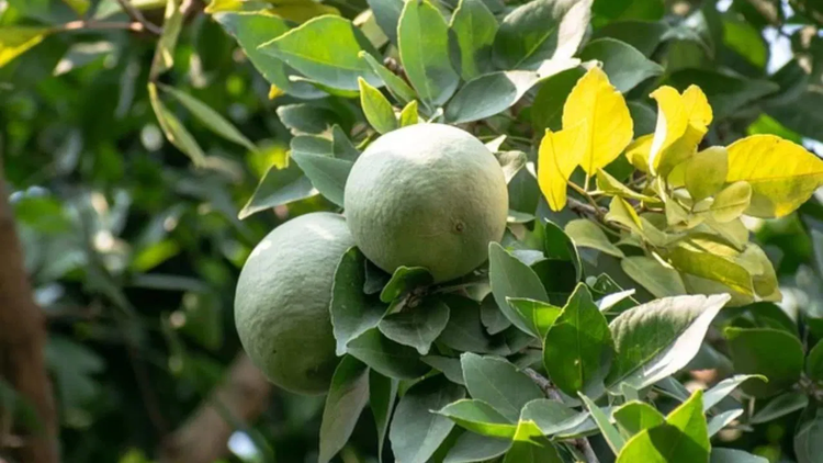 Bel Tree: Shiva’s Sacred Tree with Healing Powers – Grow Billion Trees