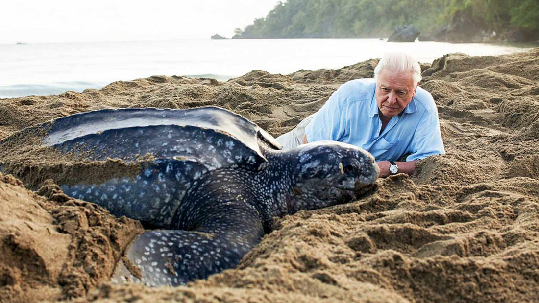 David Attenborough: The Voice of Nature Inspiring Generations to Protect Our Planet