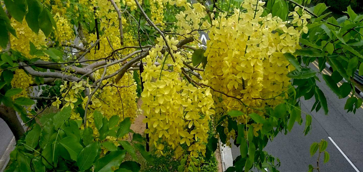 The Incredible Impact of the Golden Shower Tree: Nature's Golden Gift