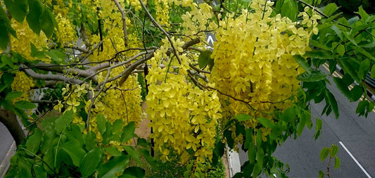 The Incredible Impact of the Golden Shower Tree