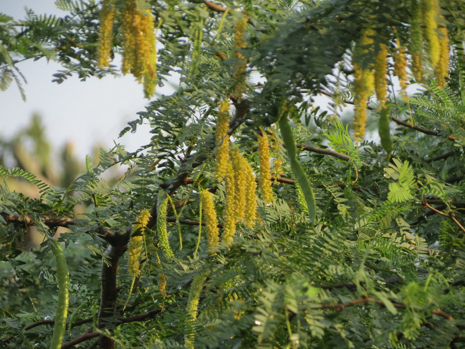 Khejri Tree: The Wonder Tree of the Thar Desert – Grow Billion Trees