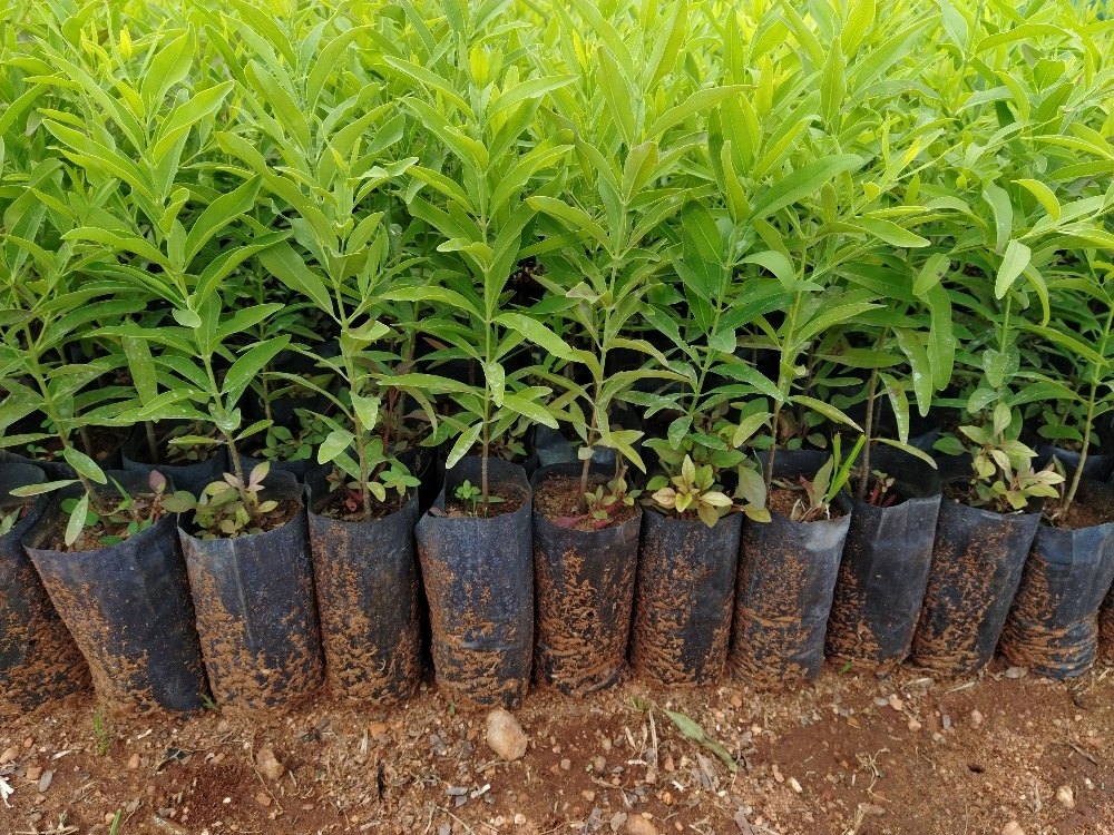 From Seedlings to Forests: Mastering Tree Nursery Management for Success