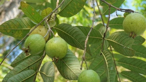 Guava Tree