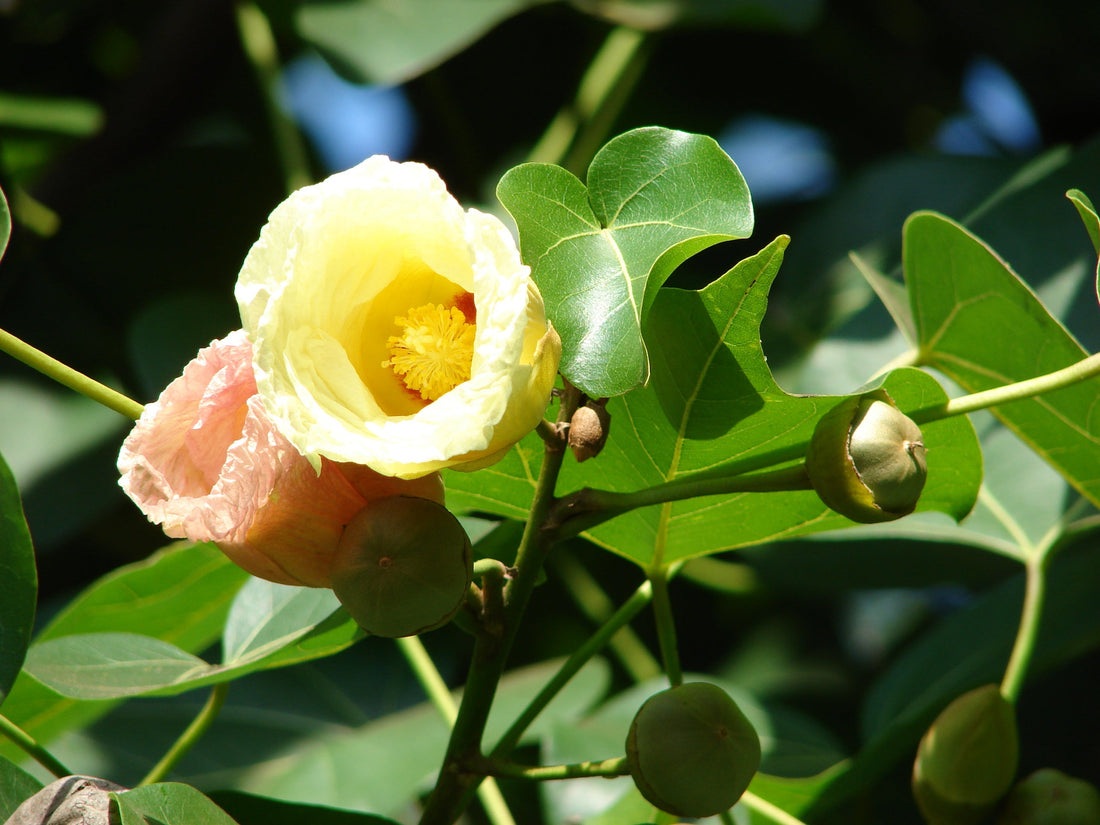 Gulbhendi Tree Tree Exploring the Beauty and Versatile Benefits of Natures Floral Marvel