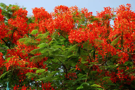 Gultara Tree Tree Exploring the Hidden Treasures and Remarkable Benefits of Natures Botanical Wonder