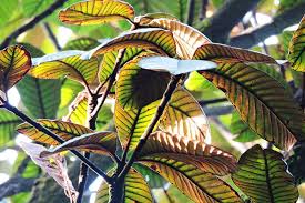 Gutta-Percha Tree: The Unsung Hero of Sustainable Natural Resources