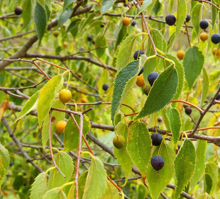 Hackberry Top View Hackberry Tree Guide: Benefits, Care & Unique Features – Grow Billion Trees