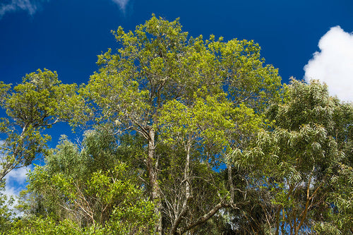 Hawaiian Sandalwood Tree