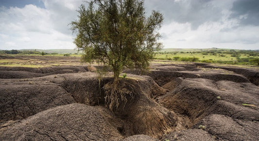 How Can Trees Help Prevent Soil Erosion?