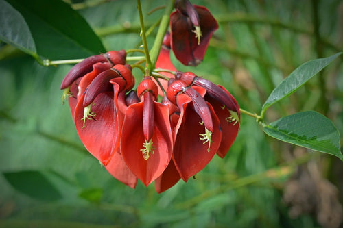 Indian Coral Tree