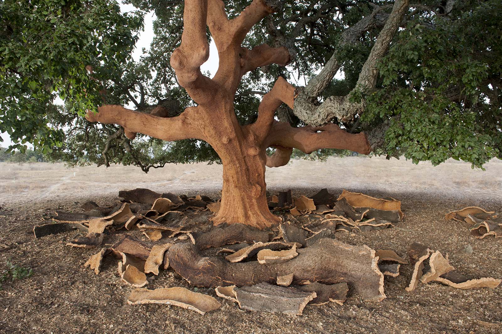 Indian Cork Tree: Nature’s Gift of Resilience and Versatility – Grow ...