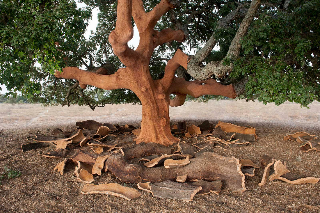 Indian Cork Oak Tree: A Resilient Treasure of Nature