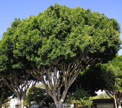 Indian Laurel Fig Tree