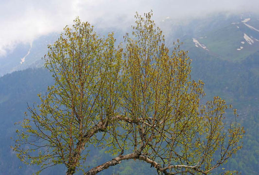 Indian Birch Tree: Unveiling the Secrets of Nature's Majestic Marvel!