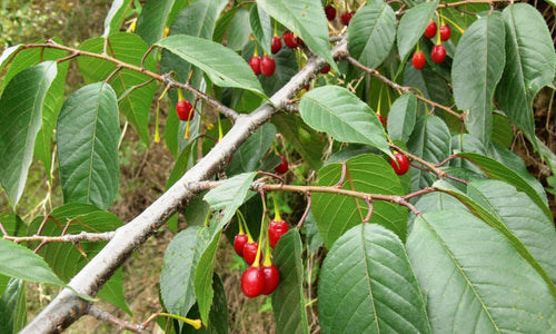 Indian Cherry Tree