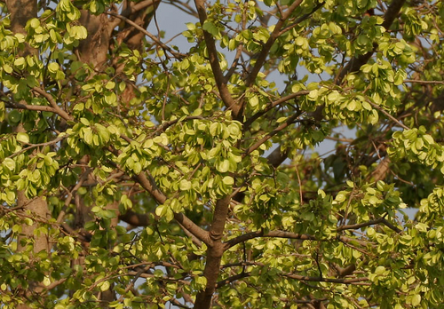 Indian Elm Tree
