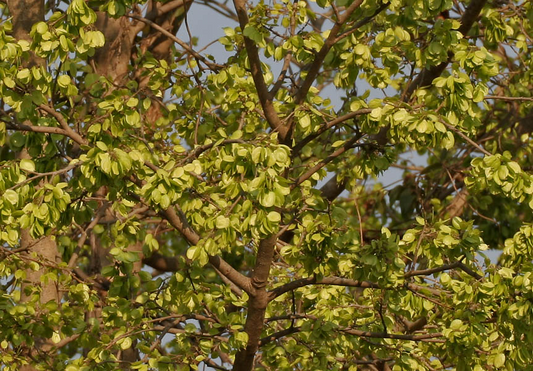 Indian Elm Tree: The Ultimate Guide to Its Beauty, Benefits, and Care Tips for Your Garden