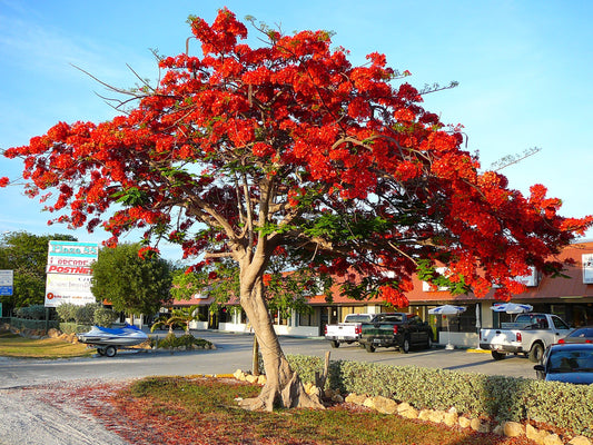 Indian Fire Tree: Unlock the Vibrant Beauty and Benefits of This Stunning Tropical Marvel!