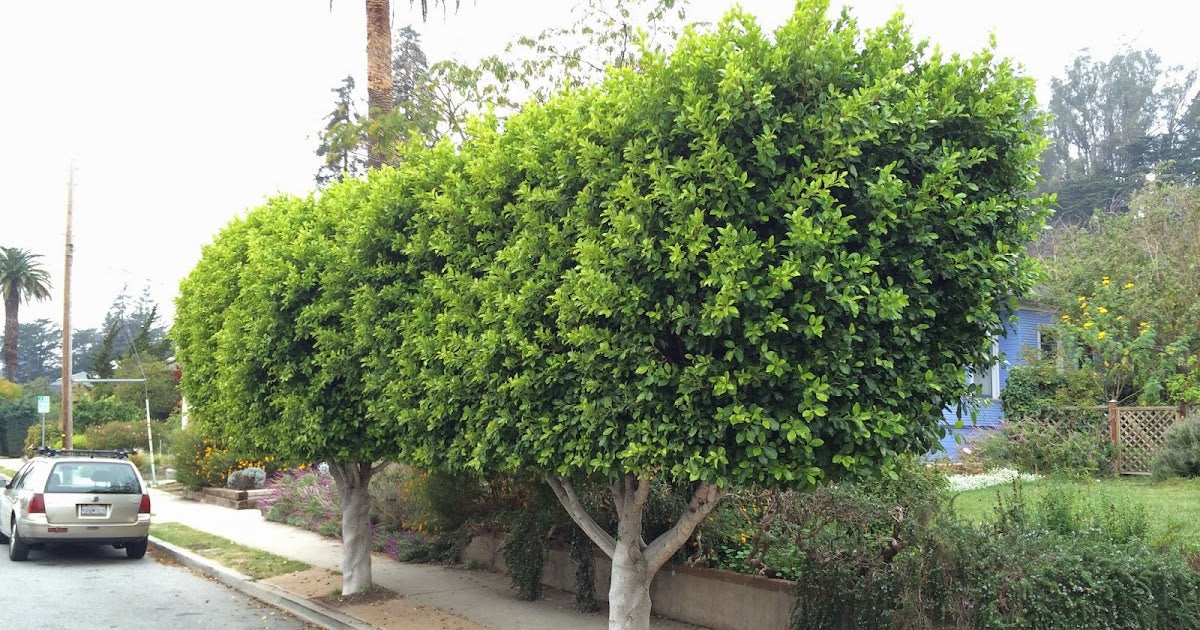 Indian Laurel Tree: Discover the Hidden Benefits and Cultural Significance of This Remarkable Plant