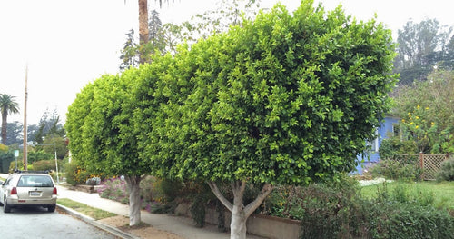 Indian Laurel Tree