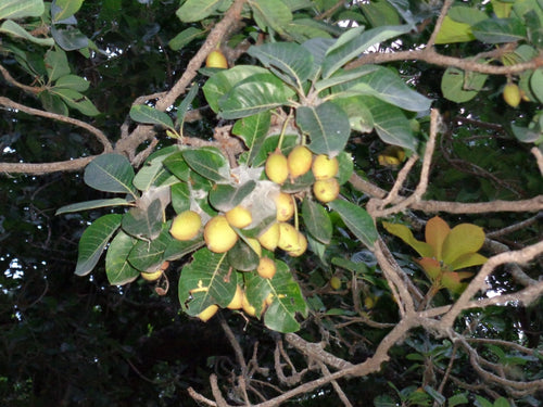 Indian Mahua Tree