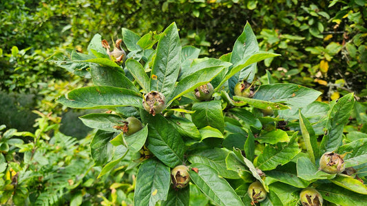 Indian Medlar Tree: Unlocking the Secrets of Nature’s Hidden Gem for Health and Beauty