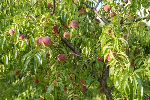 Indian Peach Tree