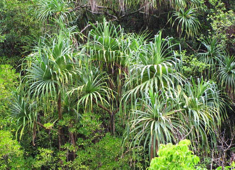 Indian Screw Pine Tree: Coastal Benefits & Cultural Significance