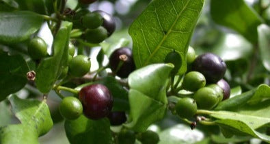 Black Ironwood Tree: Ultimate Guide to Strength & Conservation