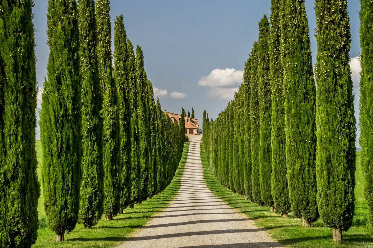Italian Cypress Tree: Transform Your Garden into a Mediterranean Paradise