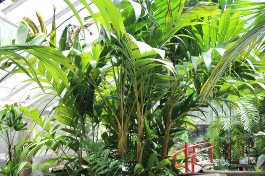 Ivory Palm: The Ultimate Guide to Growing and Caring for This Tropical Beauty