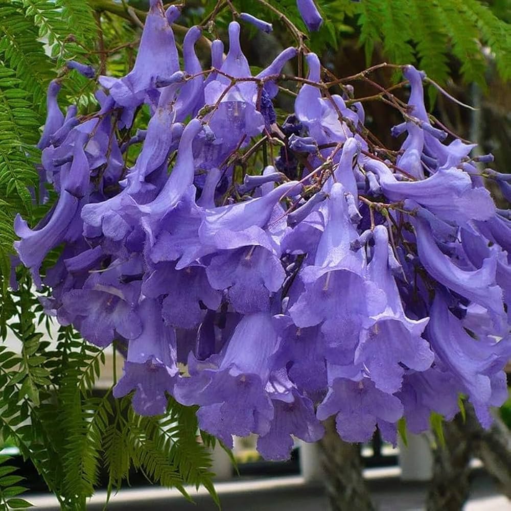 Jacaranda Blue Tree: Stunning Blooms, Shade Provider, and Urban Beauty