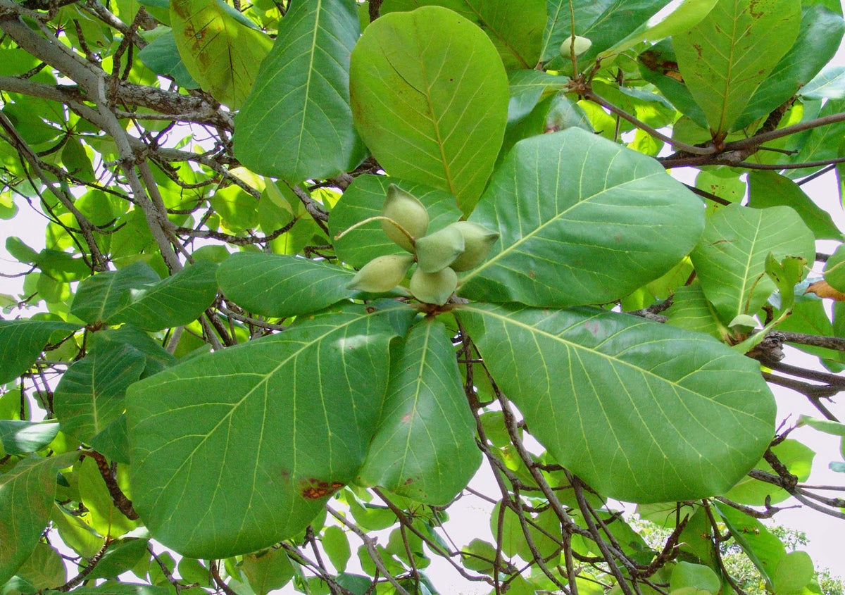 Tree Article Khair Tree: Stately Canopy of Arid Ecosystems – Grow Billion Trees
