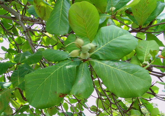 Wild Almond Tree: Nature’s Resilient Gem