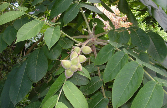 Japanese Walnut Tree: Unlocking the Secrets to Its Incredible Benefits and Stunning Beauty!
