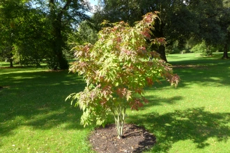 Japanese Ash Tree: Beauty, Benefits & Cultural Significance