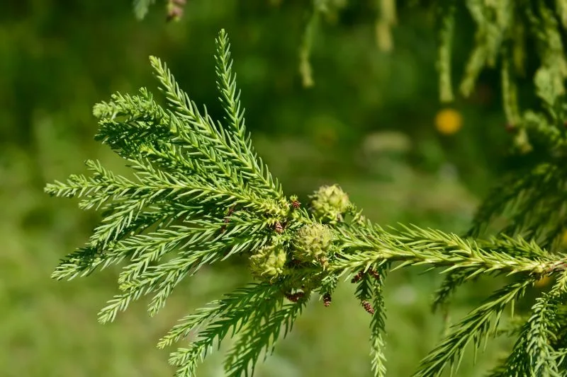 Japanese Cedar Tree: Timeless Beauty & Eco Benefits Guide – Grow ...