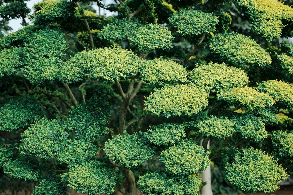 Japanese Holly Tree: The Ultimate Guide to Cultivating This Stunning Evergreen