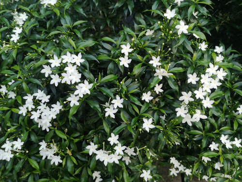Jasmin Tree