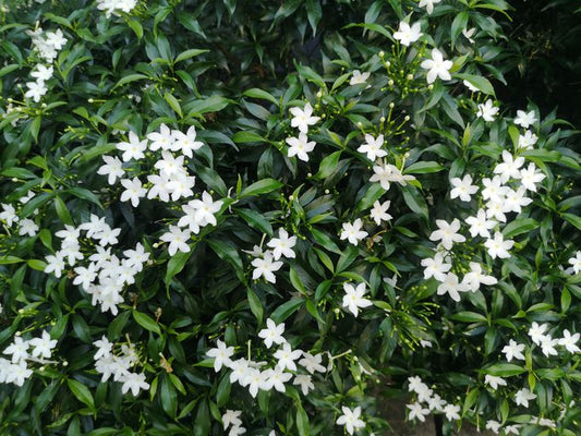 Jasmin Tree: Unlocking the Secrets of Fragrance, Beauty, and Timeless Elegance